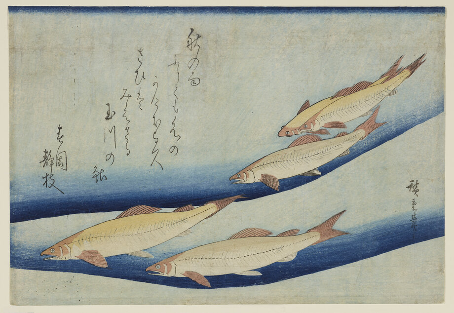 Utagawa Hiroshige (Edo 179 7 –1858 Edo), Flussforellen, um 1833, Farbholzschnitt, HAUM, Kupferstichkabinett, Inv. Nr. ZL 06/8257 (Schenkung Marie-Luise und Dr. Thomas Dexel)